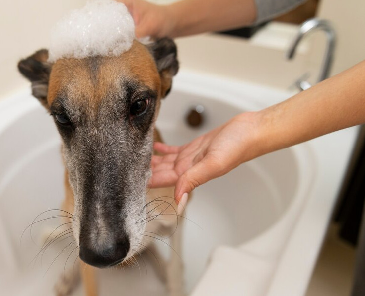 pension-garderie-centre-canin-st-placide
