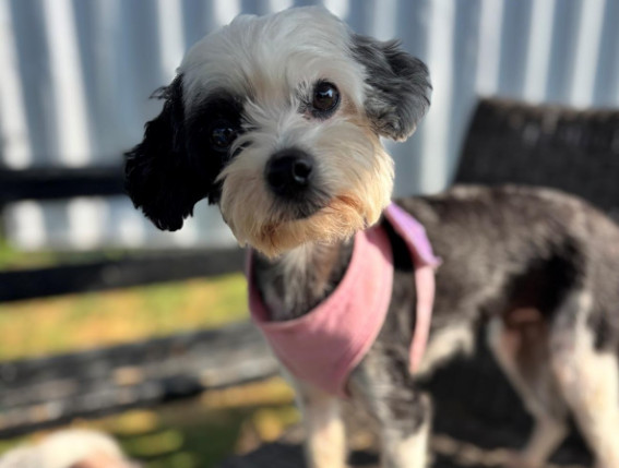 pension-garderie-centre-canin-st-placide